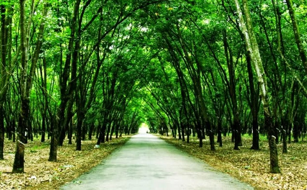 Tập đoàn Công nghiệp Cao su sắp &quot;chốt&quot; cổ phần hóa 